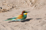 Eurasian Bee-eater - Bijeneter - Merops apiaster