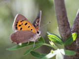 Small Copper - Kleine Vuurvlinder - Lycaena phlaeas