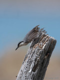 Western Rock Nuthatch - Rotsklever - Sitta neumayer