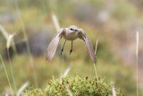 Isabelline Wheatear - Izabeltapuit - Oenanthe isabellina