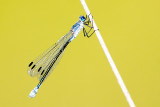 Dark Spreadwing - Grote Pantserjuffer - Lestes macrostigma