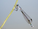 Dark Spreadwing - Grote Pantserjuffer - Lestes macrostigma