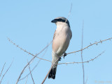 Red-backed Shrike - Grauwe Klauwier - Lanius collurio