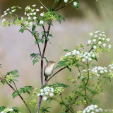 Eastern Olivaceous Warbler - Oostelijke Vale Spotvogel - Hippolais pallida