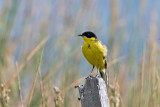 Black-headed Wagtail - Balkankwikstaart - Motacilla flava feldegg