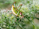 Mytilene Bright Bush-cricket - Poecilimon mytilenensis brevissimus