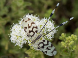 Grecian Streamertail - Griekse Wimpelstaart - Nemoptera sinuata