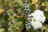 Grecian Streamertail - Griekse Wimpelstaart - Nemoptera sinuata
