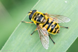 Syrphidae - Doodskopzweefvlieg - Myathropa florea