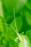 Grasshopper indet. - Sprinkhaan onbekend
