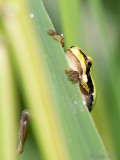 Tree Frog - Boomkikker - Hyla arborea