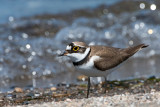 Little Ringed Plover - Kleine Plevier - Charadrius dubius
