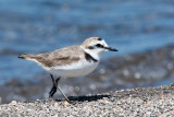 Kentish Plover - Strandplevier - Charadrius alexandrinus