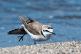 Kentish Plover - Strandplevier - Charadrius alexandrinus