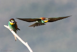 Eurasian Bee-eater - Bijeneter - Merops apiaster