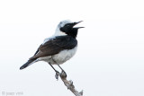 Eastern Black-eared Wheatear - Oostelijke Blonde Tapuit - Oenanthe (hispanica) melanoleuca