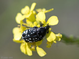 Oxythyrea cinctella