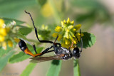 Ammophila wasp - Rupsendoder -  Ammophila heydeni 