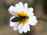 Bombyliidae - Kale Wolzwever - Lomatia lateralis