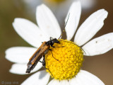 Oedemeridae - Schijnboktor - Oedemera femorata