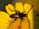 Longhorn beetle - Boktor spec. - Cerambycidae spec.