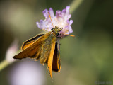 Small Skipper - Geelsprietdikkopje - Thymelicus sylvestris