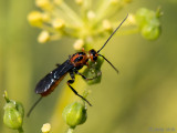 Braconidae (?) - Schildwesp (?)