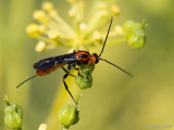 Braconidae (?) - Schildwesp (?)