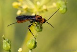 Braconidae (?) - Schildwesp (?)