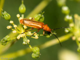 Cantharidae - Weekschildkever