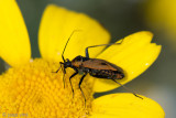 Oedemeridae - Schijnboktor onbekend