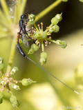  Gasteruptiidae - Hongerwesp 