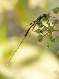  Gasteruptiidae - Hongerwesp 