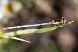 White-legged Damselfly - Blauwe Breedscheenjuffer - Platycnemis pennipes