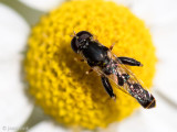 Thick-legged Hoverfly - Menuetzweefvlieg - Syritta pipiens