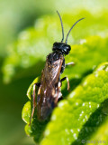 Curled Rose Sawfly - Aardbeibladwesp - Allantus cinctus