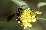 Box-headed Mason-wasp - Gymnomerus laevipes