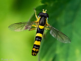 Long Hoverfly - Grote Langlijf - Sphaerophoria scripta