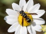 Box-headed Mason-wasp - Gymnomerus laevipes