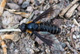 Bombyliidae - Kale Wolzwever - Lomatia lateralis
