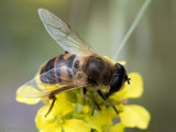 Syrphidae - Blinde Bij - Eristalis tenax