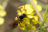 Wasp Bee - Wespbij - Nomada spec.