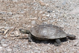 Spur-thighed Tortoise - Moorse Landschildpad - Testudo graeca