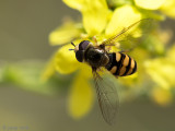 Syrphidae - Terrasjeskommazweefvlieg - Eupeodes corollae