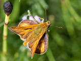Large Skipper - Groot Dikkopje - Ochlodes sylvanus