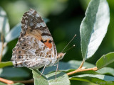 Painted Lady - Distelvlinder - Vanessa cardui