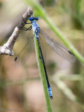Dark Spreadwing - Grote Pantserjuffer - Lestes macrostigma
