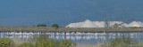 Greater Flamingo - (Gewone) Flamingo - Phoenicopterus roseus
