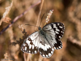 Balkan Marbled White - Oostelijk Dambordje - Melanargia larissa lesbina