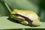 Tree Frog - Boomkikker - Hyla arborea